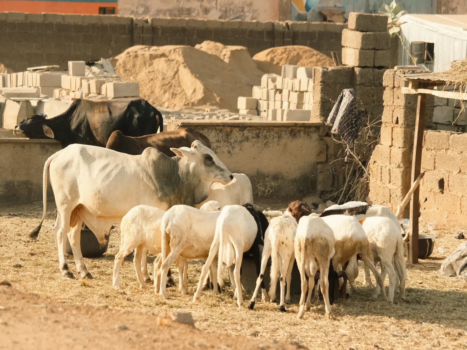 تسمين العجول