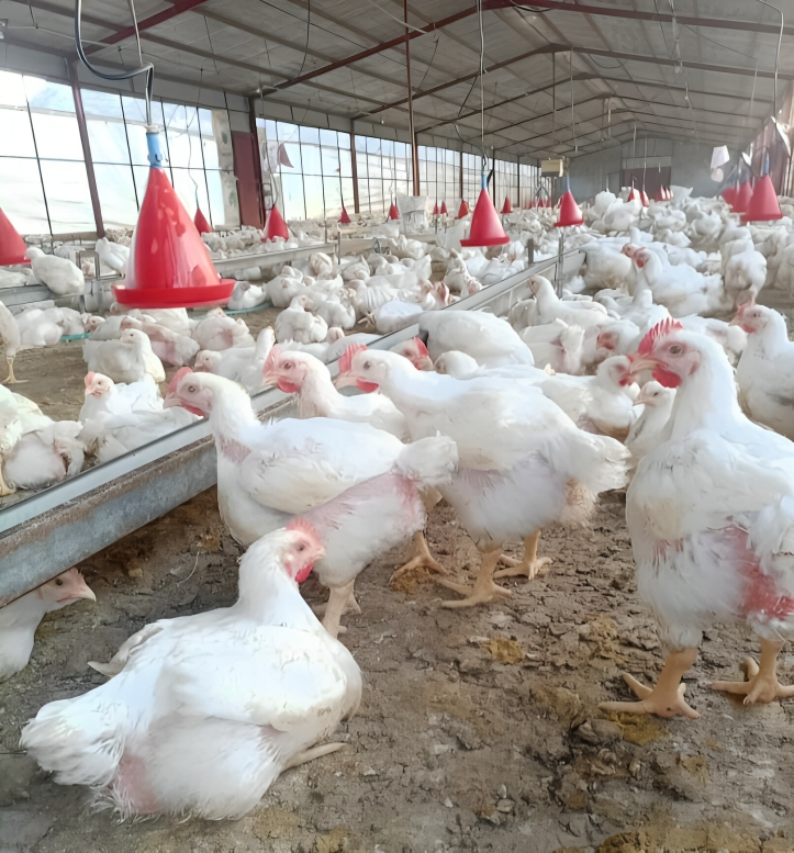 مزارع تربية وإنتاج الدجاج اللاحم